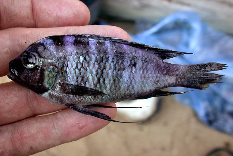 Cynotilapia sp. 'chilumba deep' Chilumba Harbour